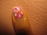 Hibiskus I